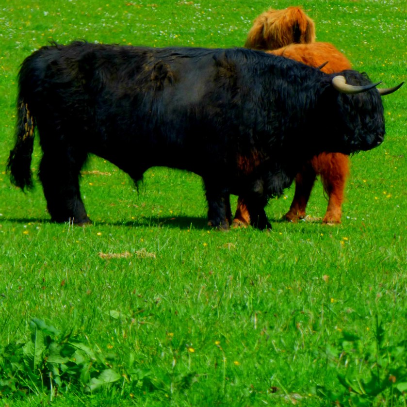 black highland cow