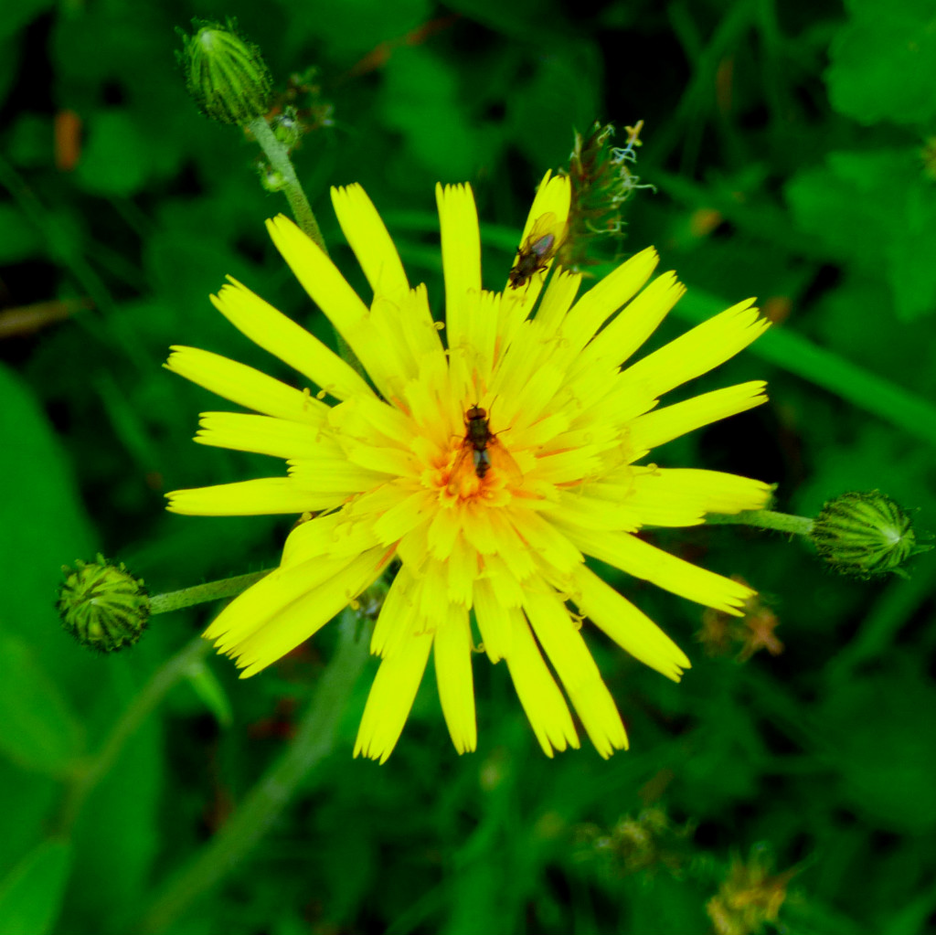 flower and pollinators
