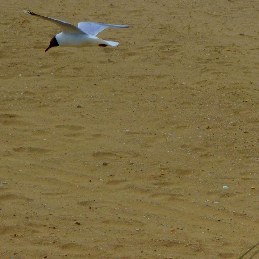 Flying gull