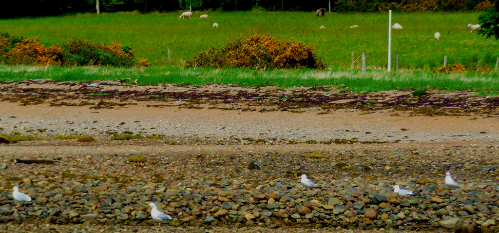 Gulls and sheep