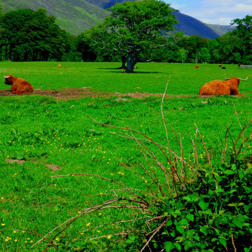 Highland cows 2