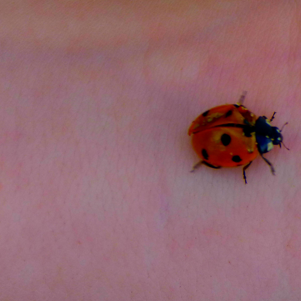 Ladybird