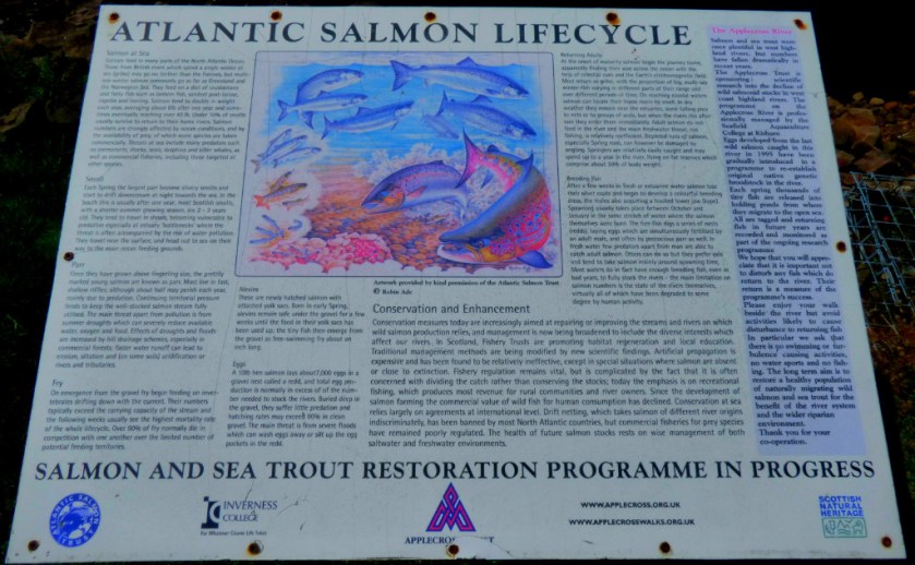 lantic salmon info board