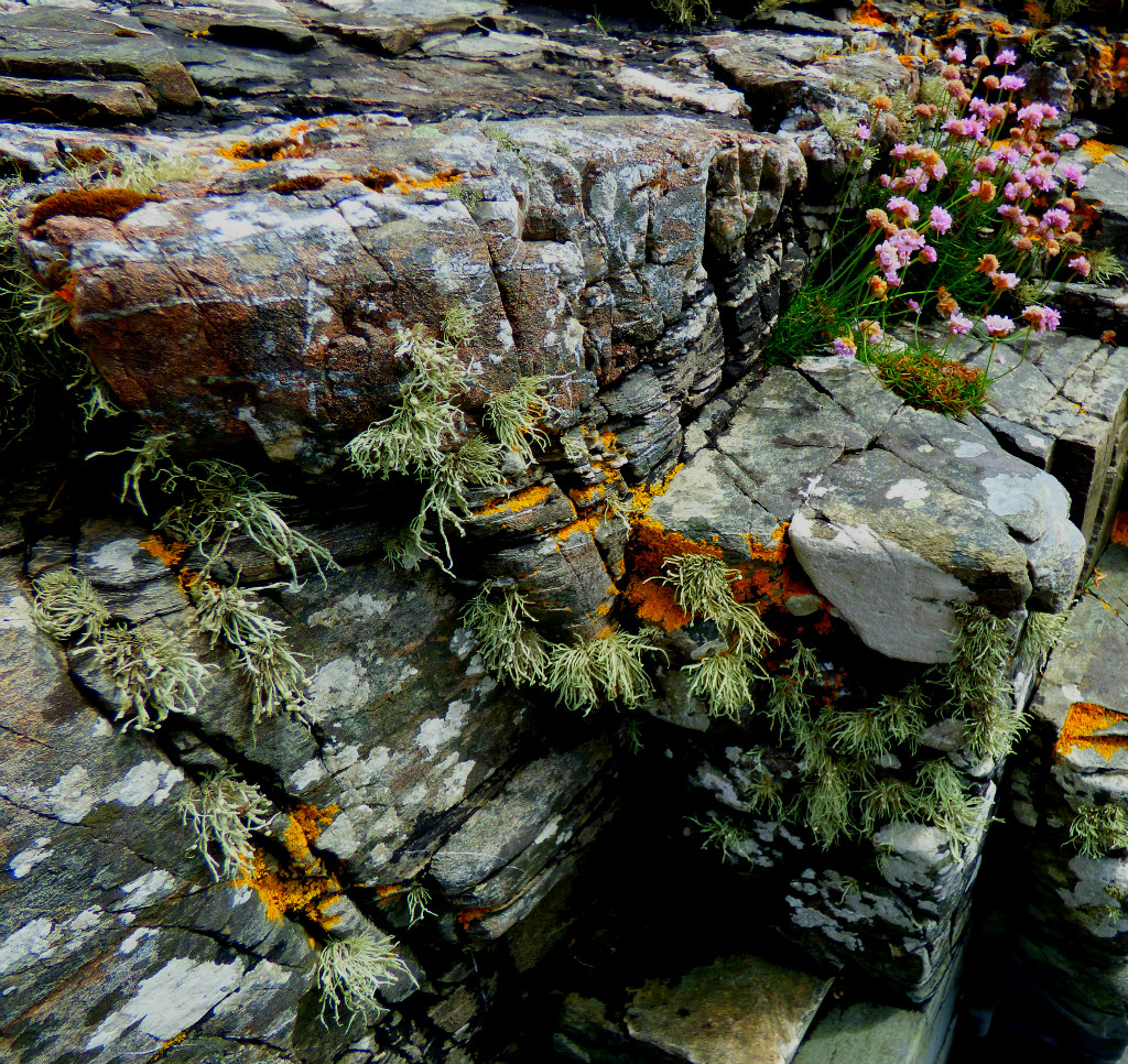 Lichens