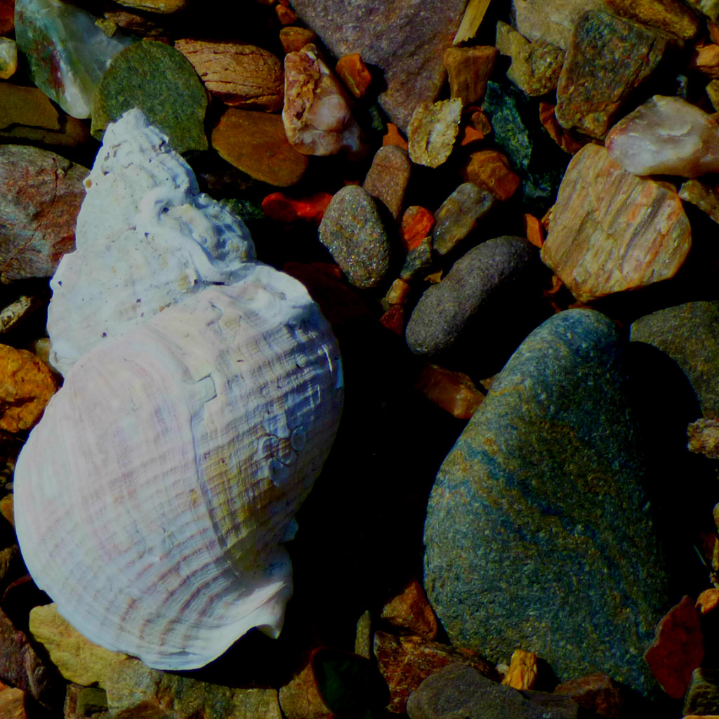 Scotland – The Museum of All&nbsp;Shells