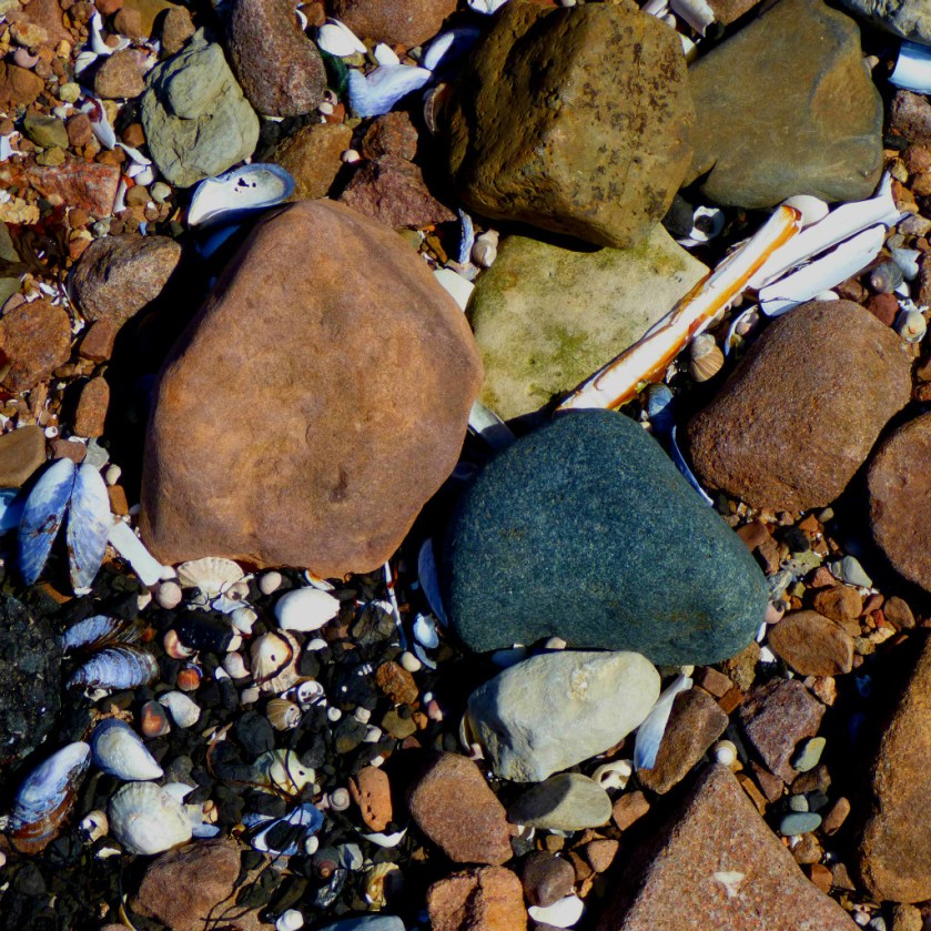 Razor Clam and mussels