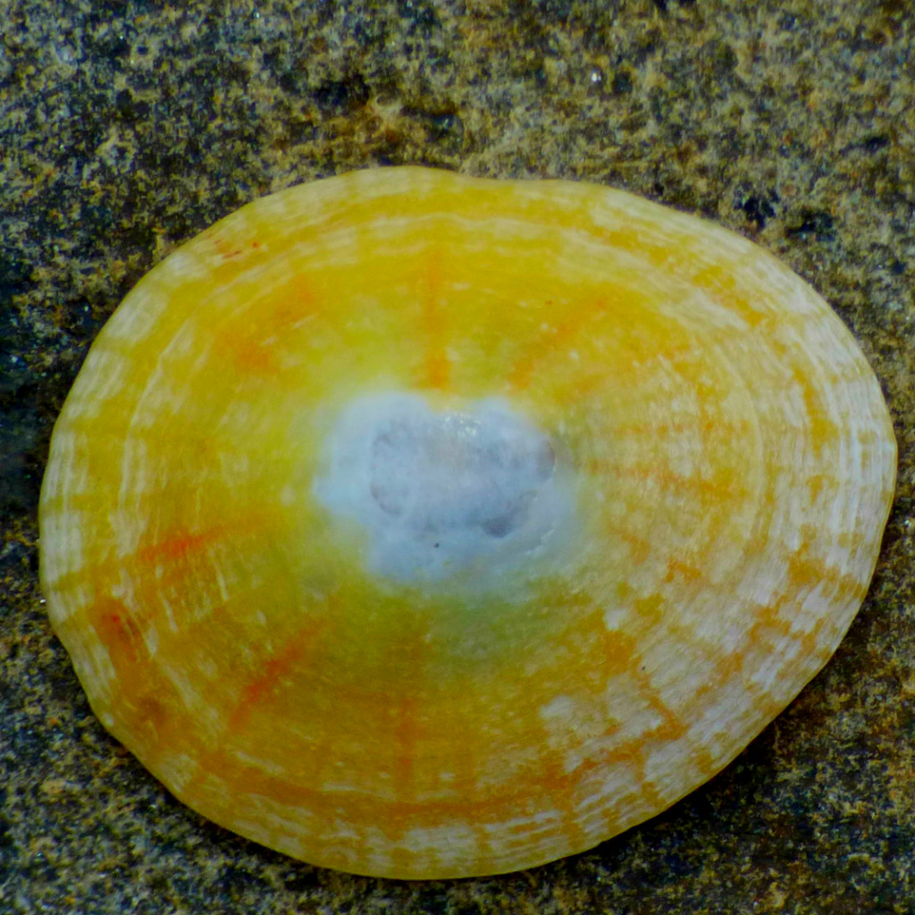 Shell1