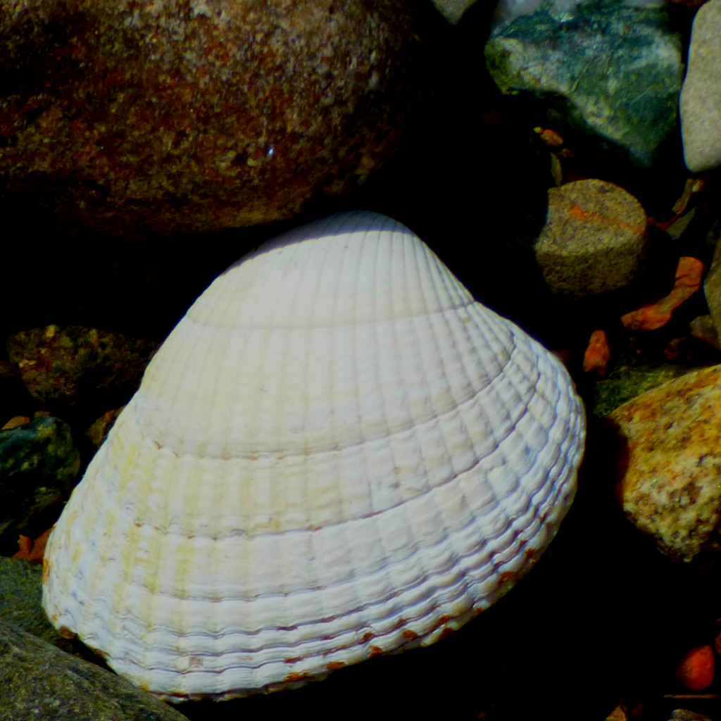 Shell2