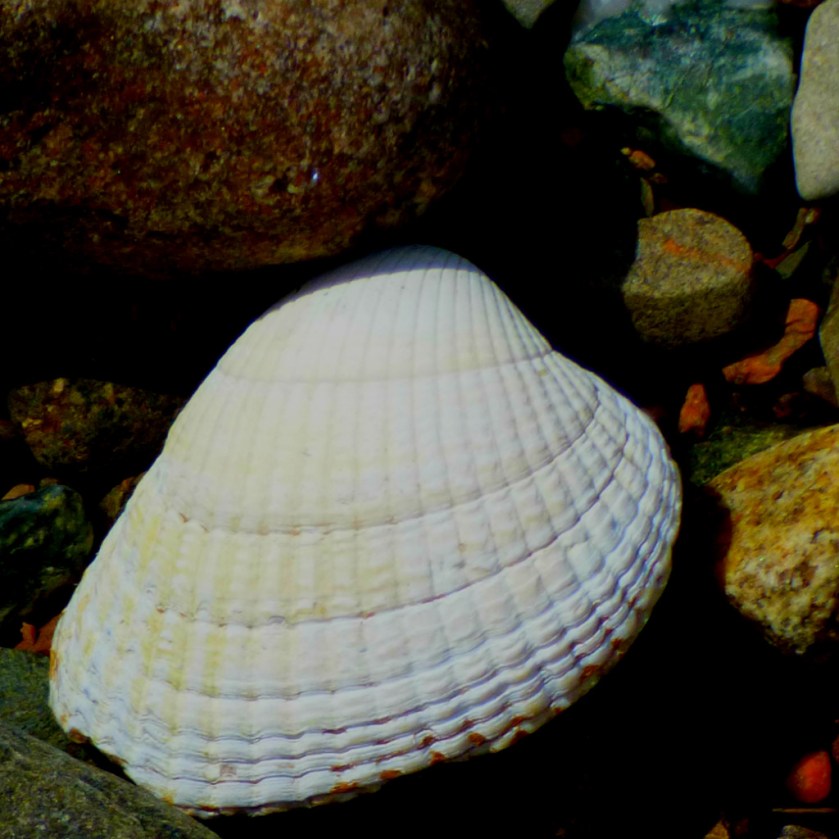 Shell2