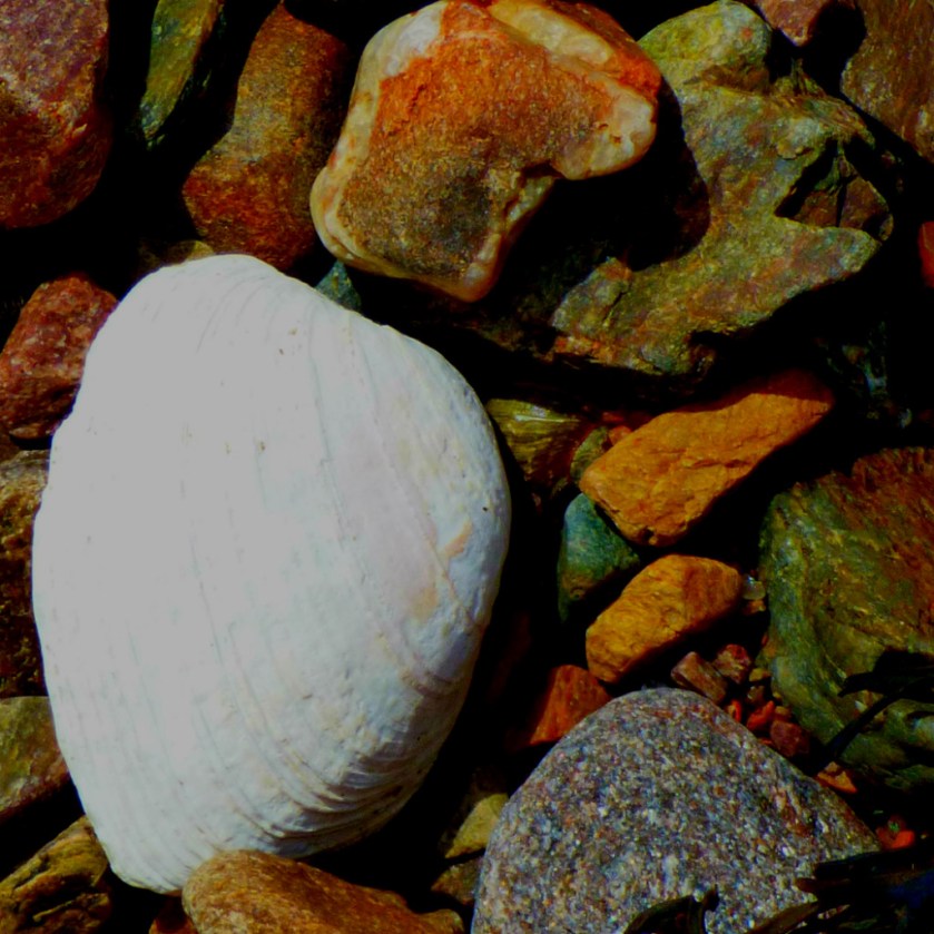 Shell3
