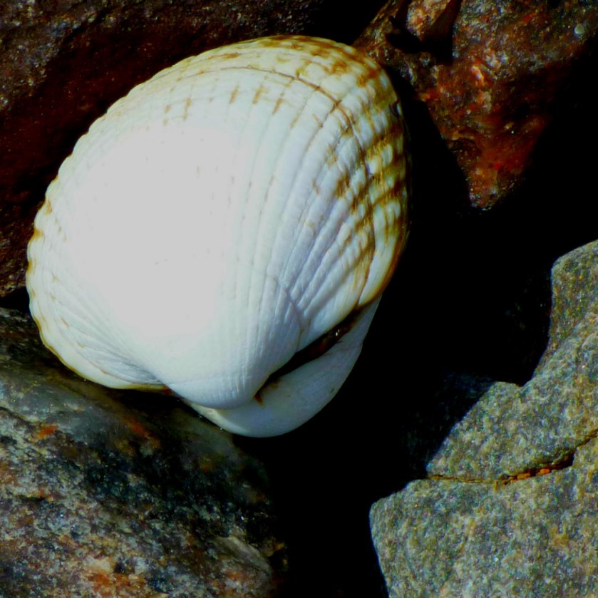 Shell4
