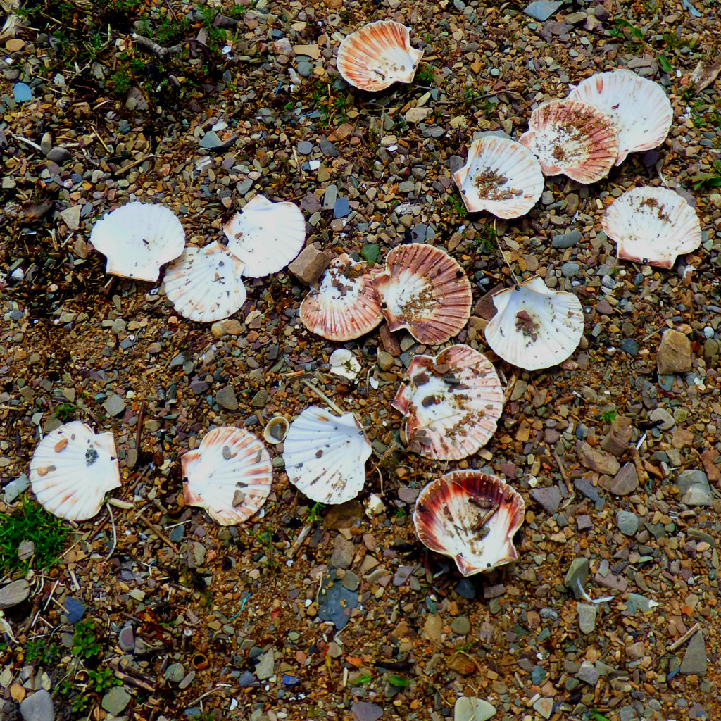 Shells (scallop)