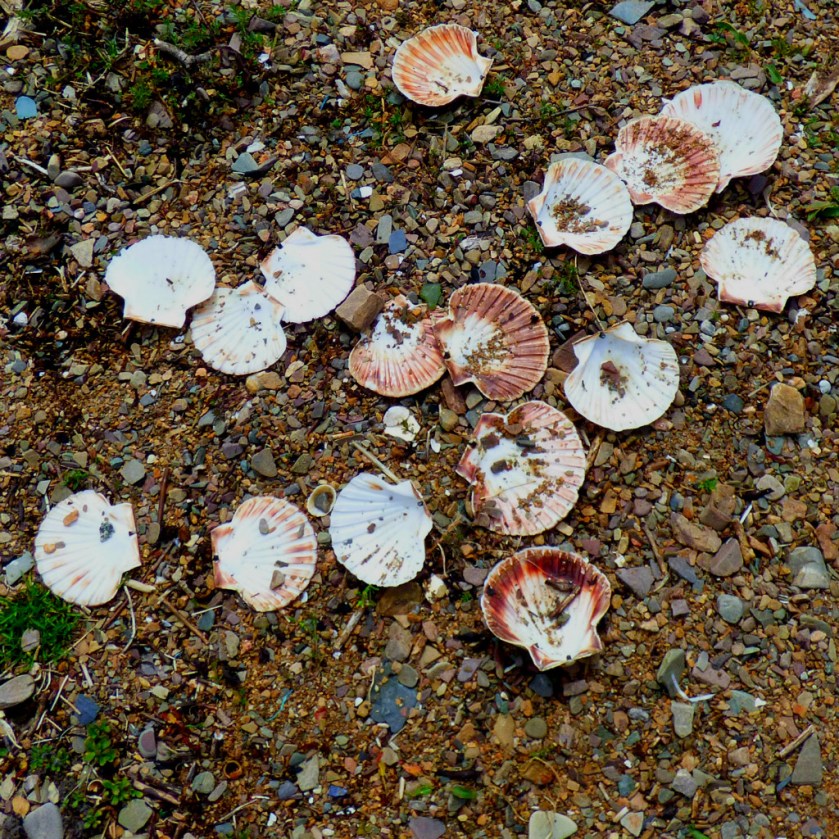 Shells (scallop)