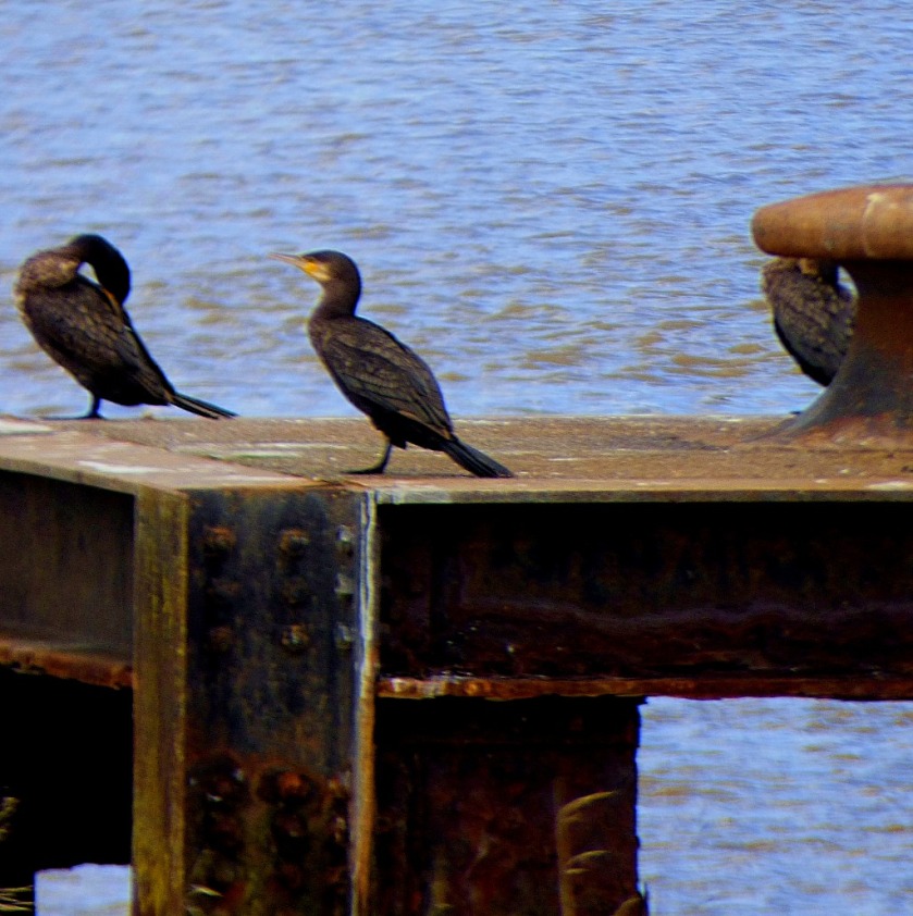 2 cormorants