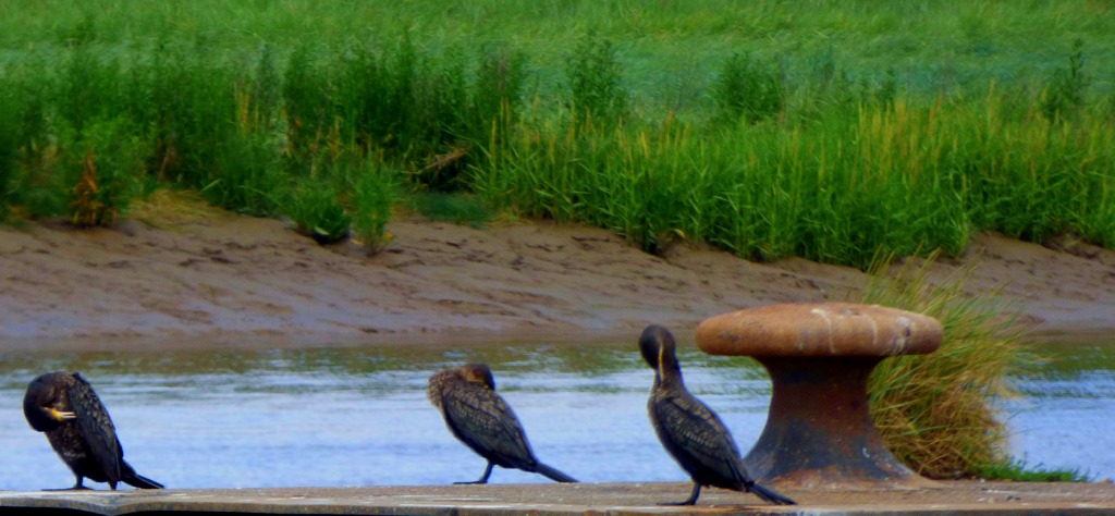 3 Cormorants