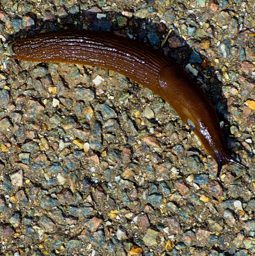 giant slug