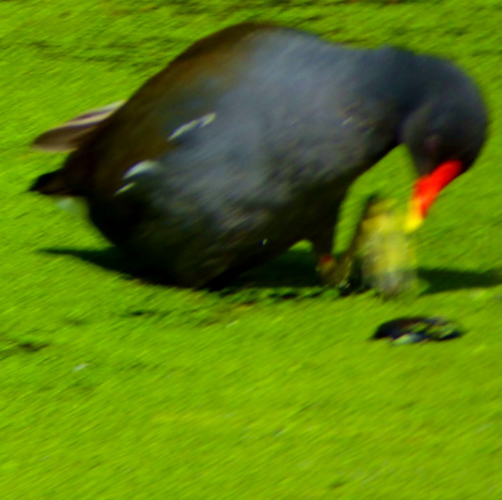 Moorhen and algae
