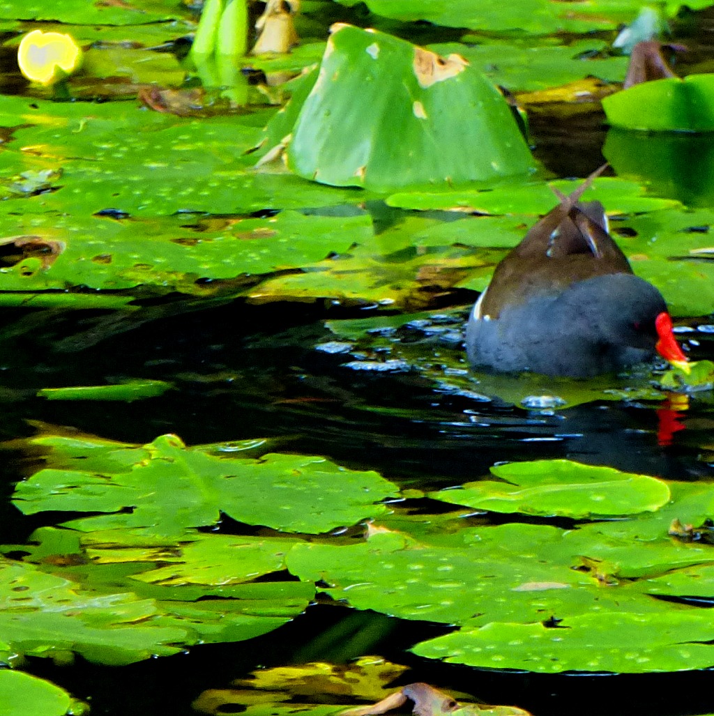Moorhen and lilies