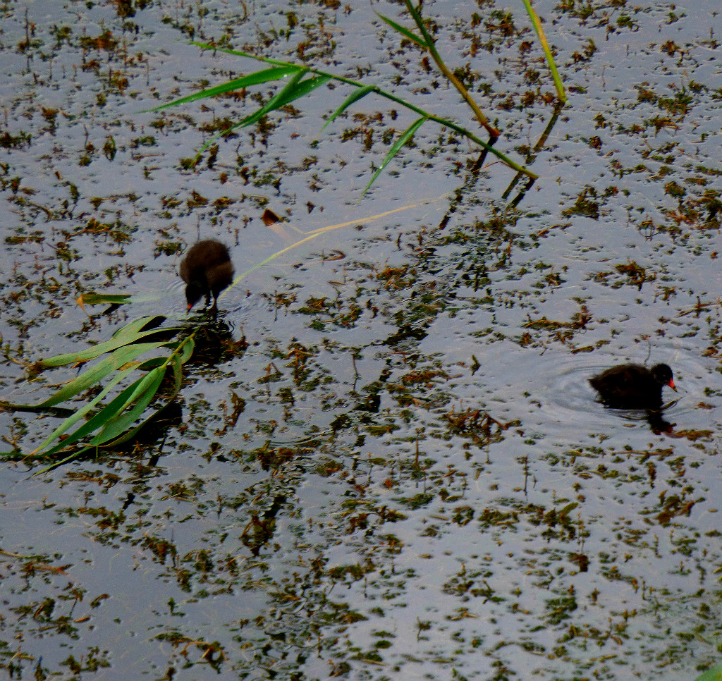 Moorhen chicks