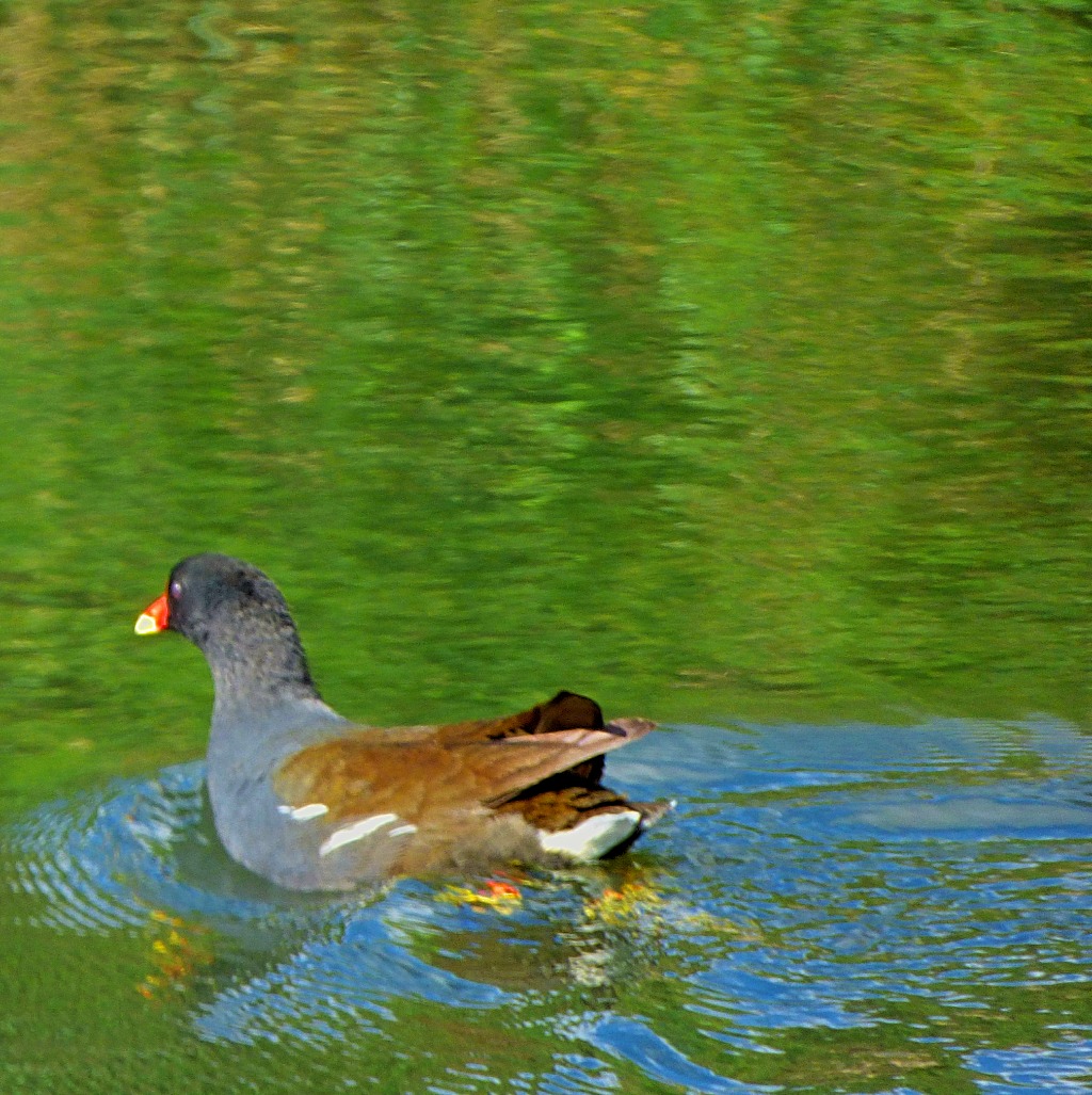Moorhen