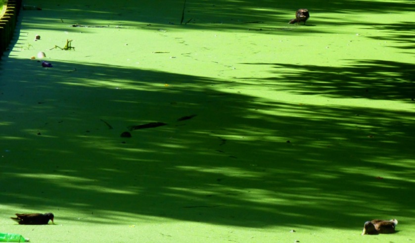 Moorhens and algae