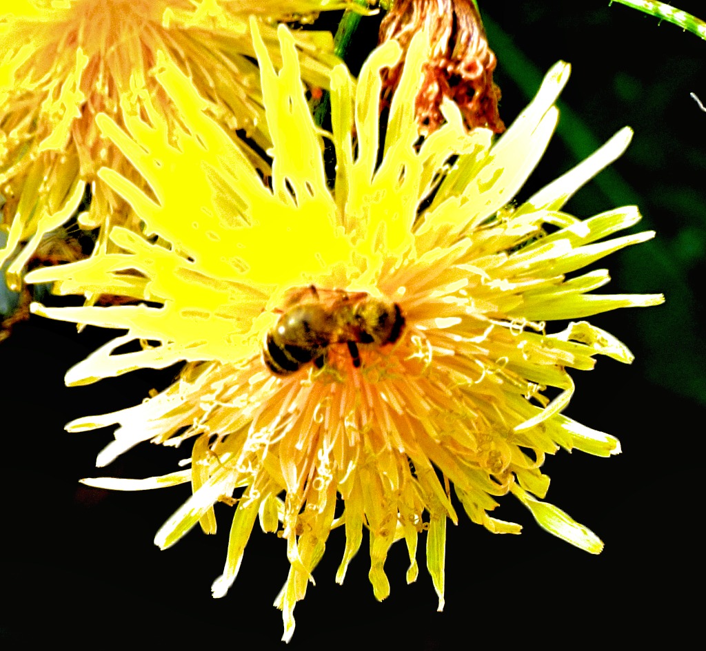 Pollinator