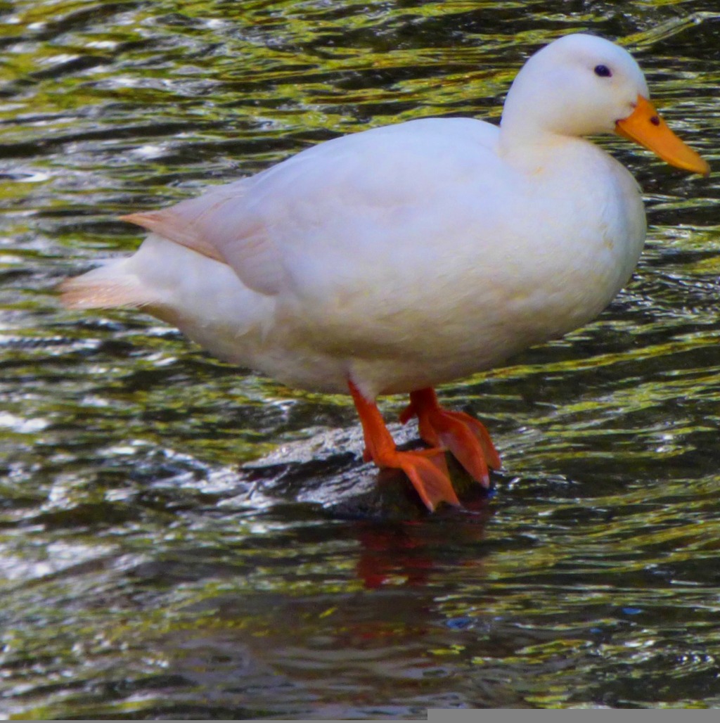 white duck