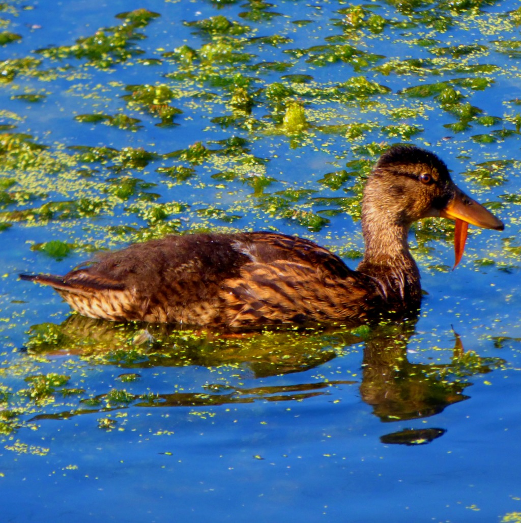 adolescent mallard