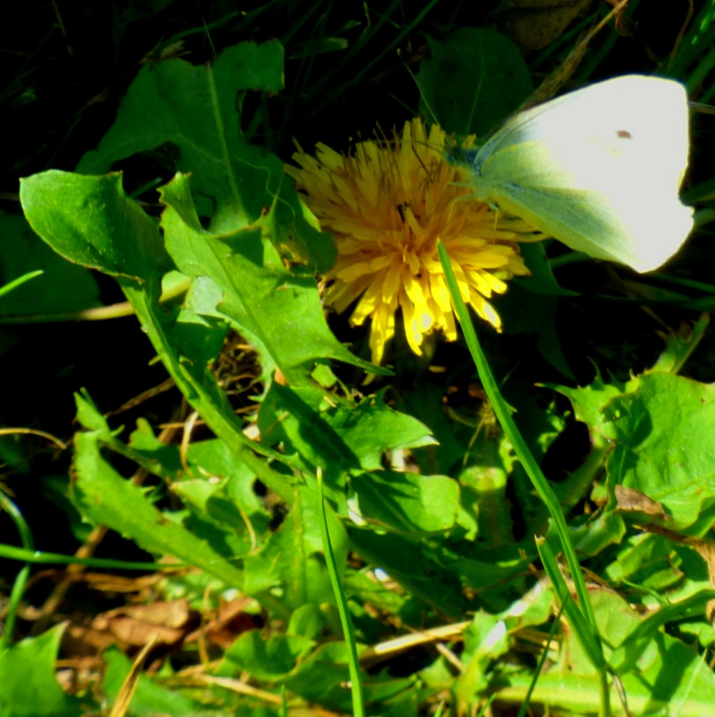 Butterfly and dandelion