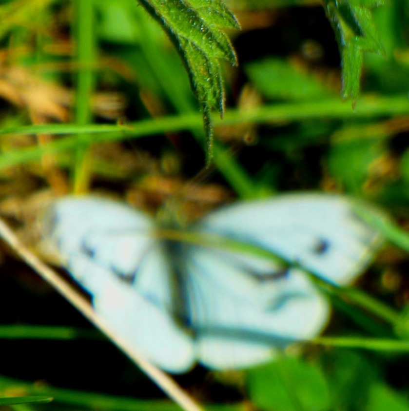 Butterfly in nettles