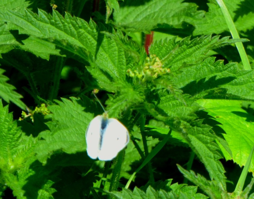 butterfly on nettle