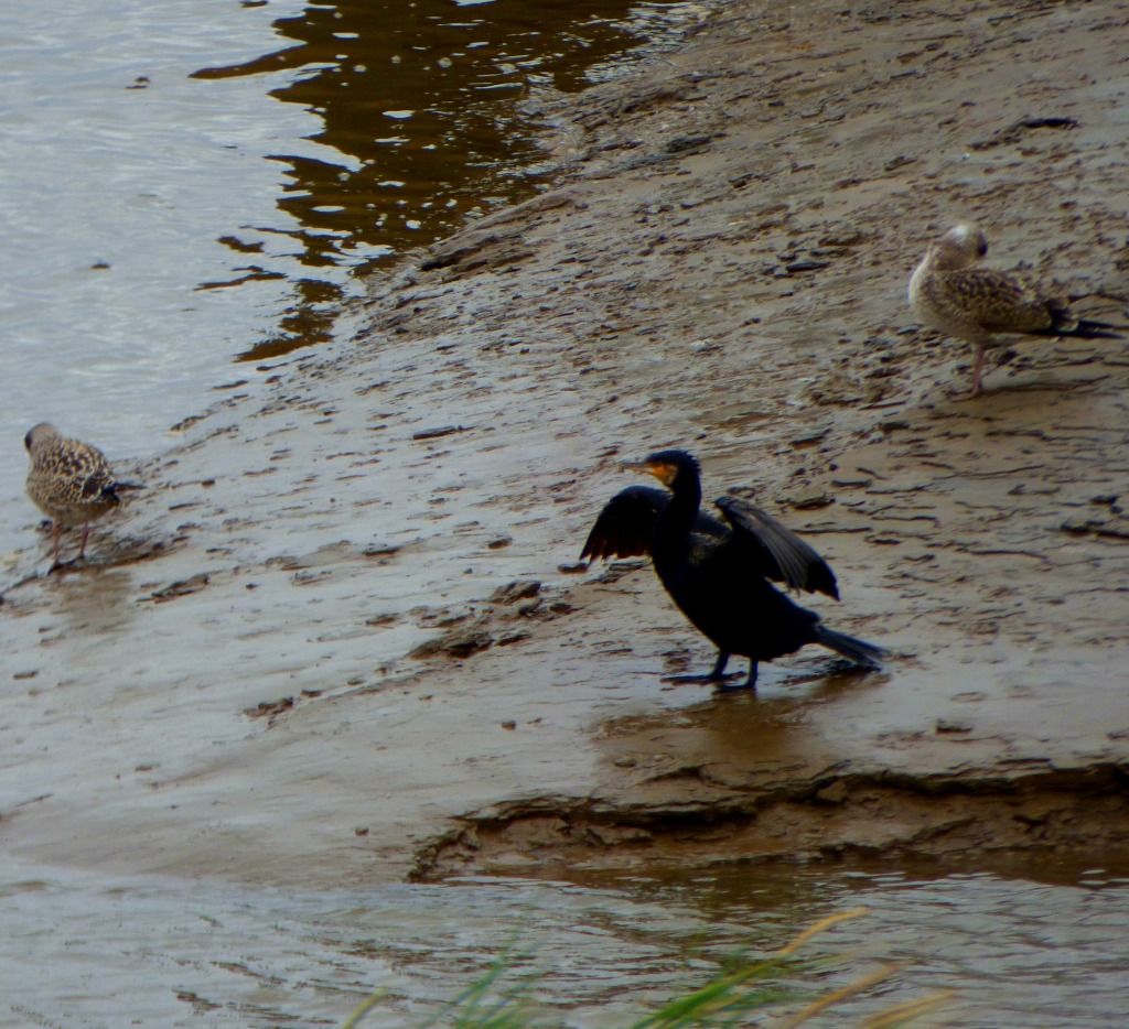 Cormorant and Caspian Gulls