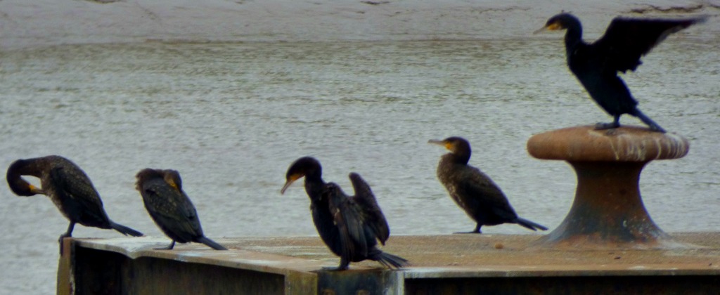 Cormorant convocation 2