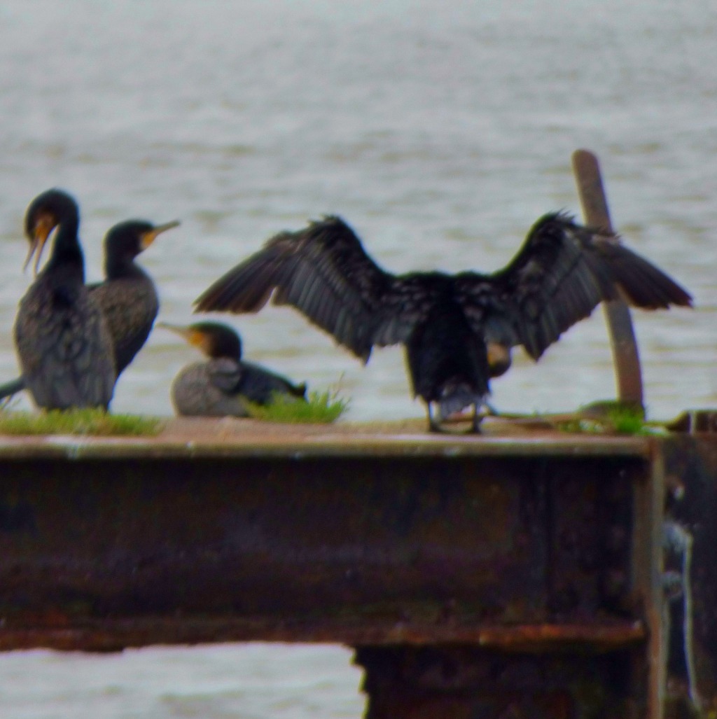 Cormorant posing 1