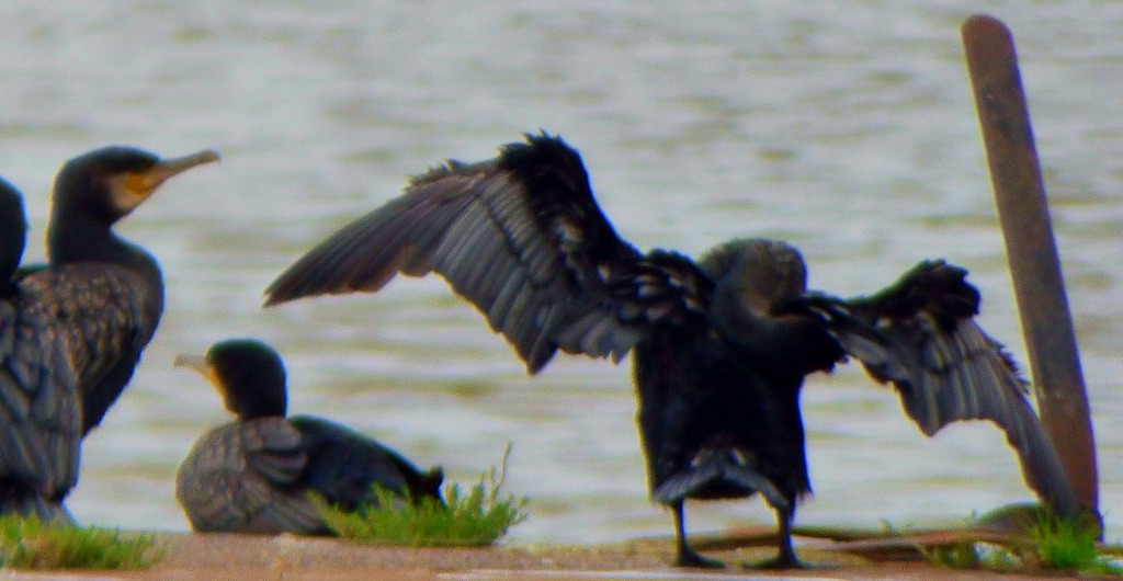 Cormorant posing 2