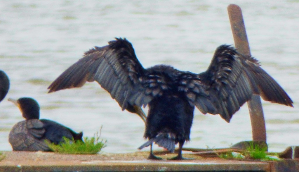 Cormorant posing 3