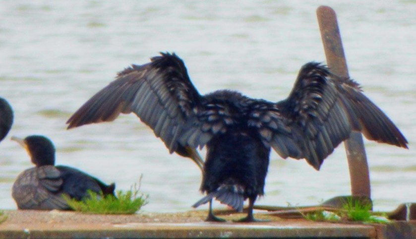 Cormorant posing 3