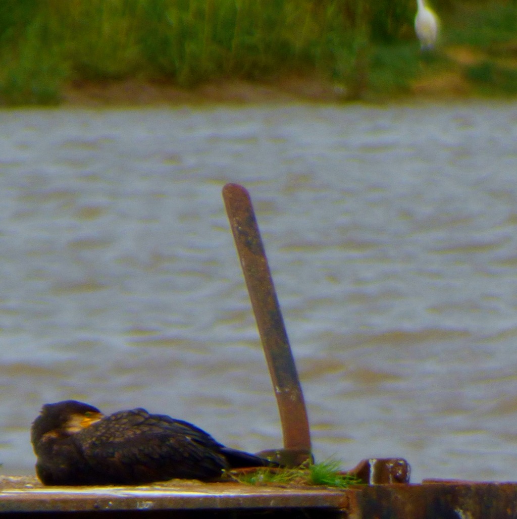 Cormorant3