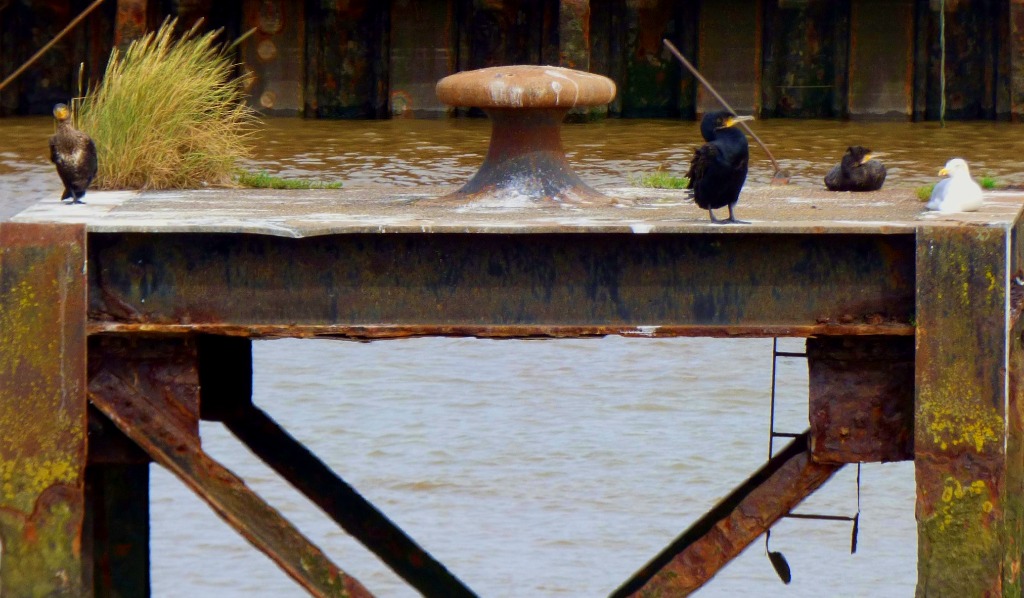 Cormorants and gull 5