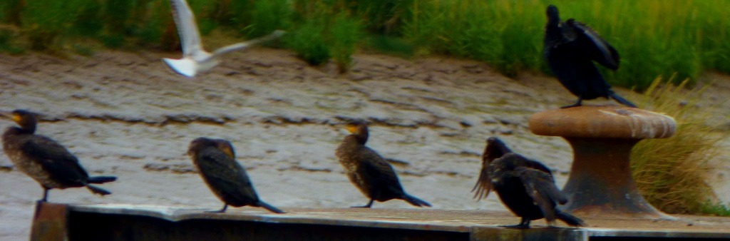 Cormorants and gull