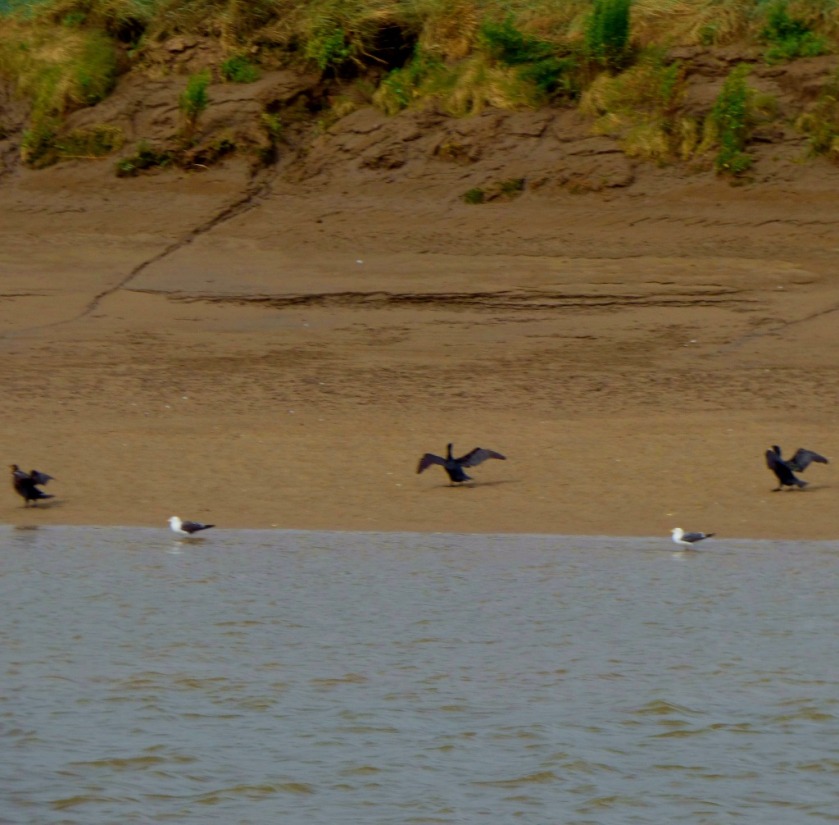 Cormorants at waters edge