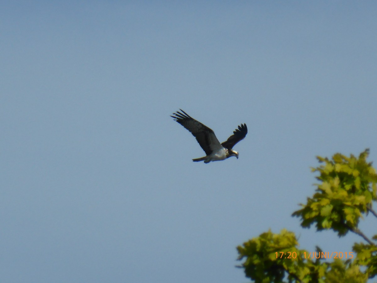 Kalla den änglamarken – Paradise on Earth part&nbsp;4