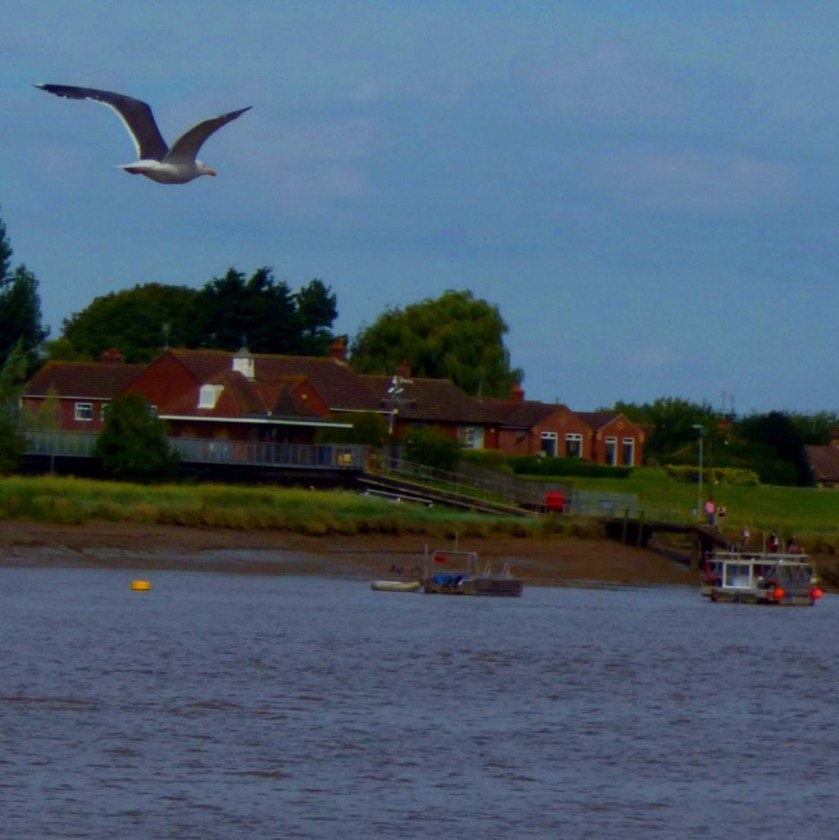 Flying gull and ferries