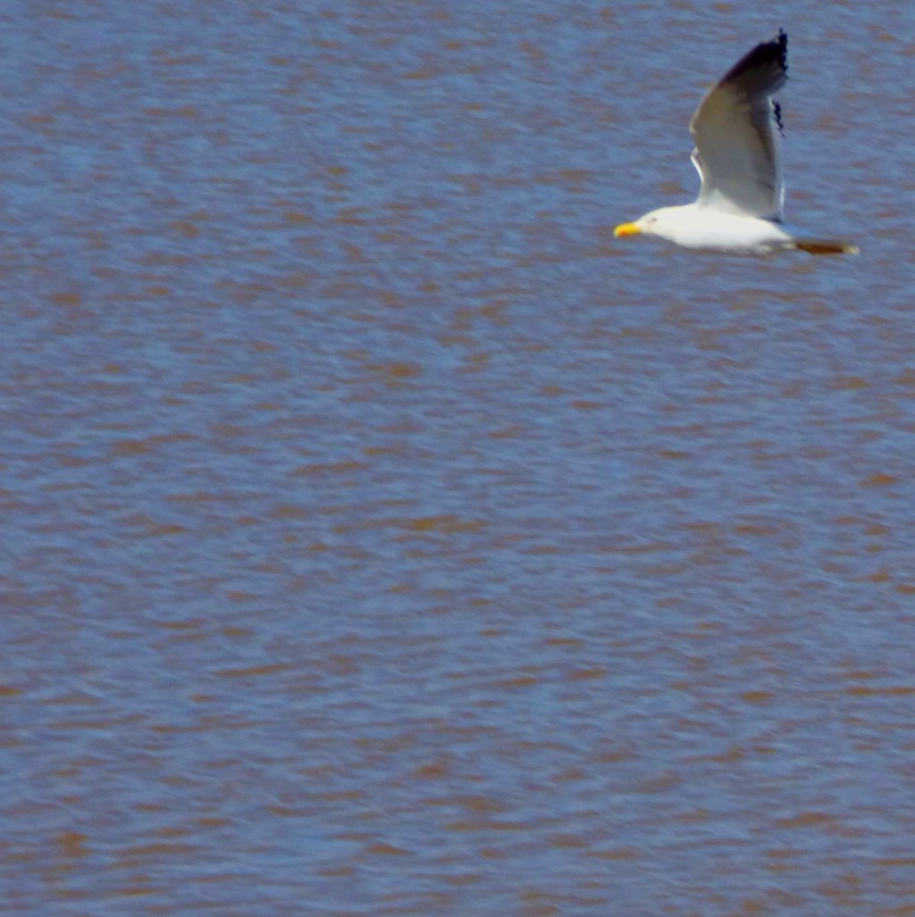 Flying Herring Gull 2