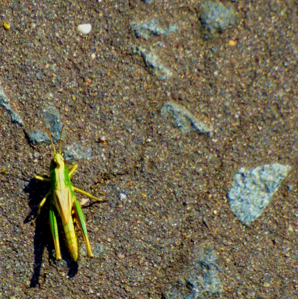 Grasshopper