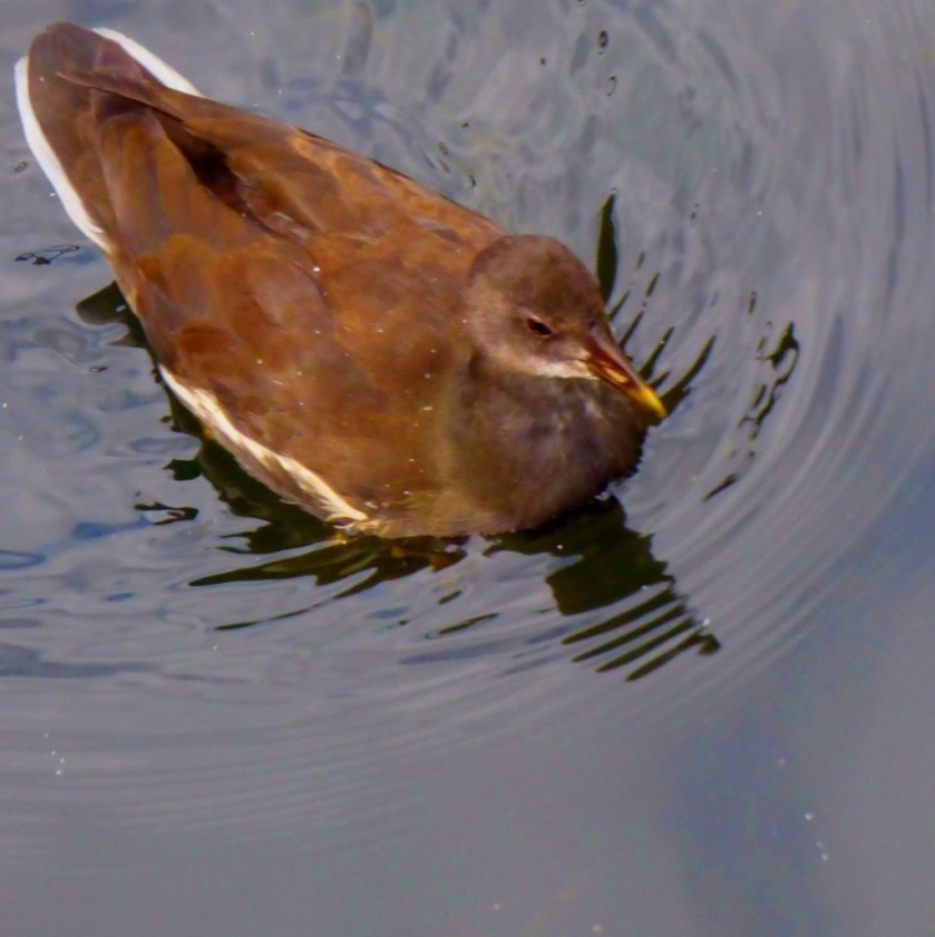 Juvie moorhen