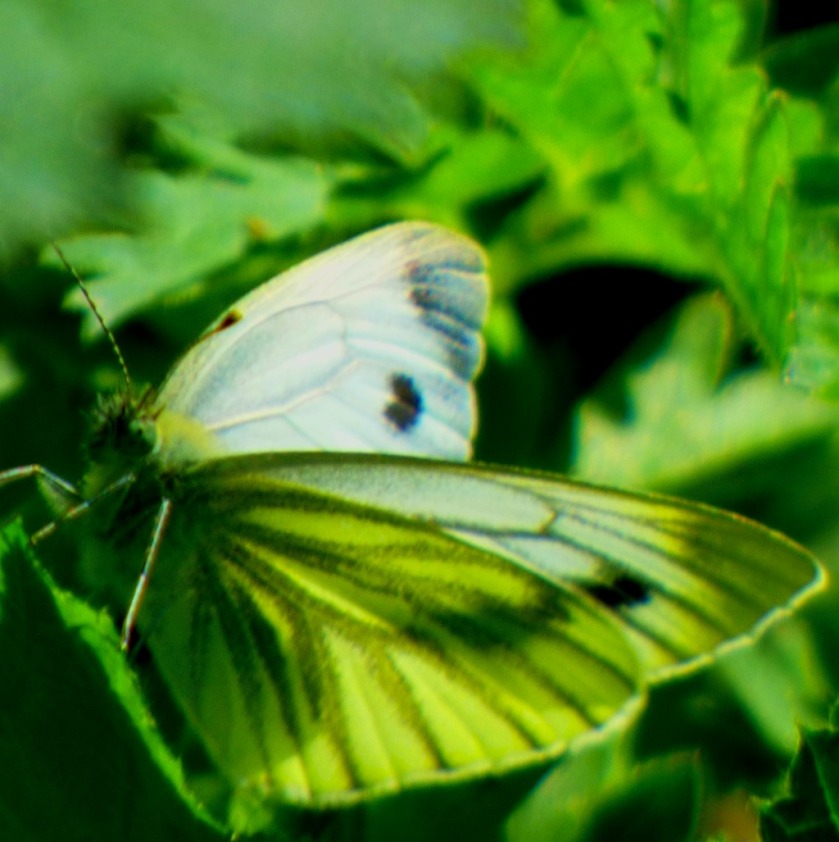leaflike butterfly