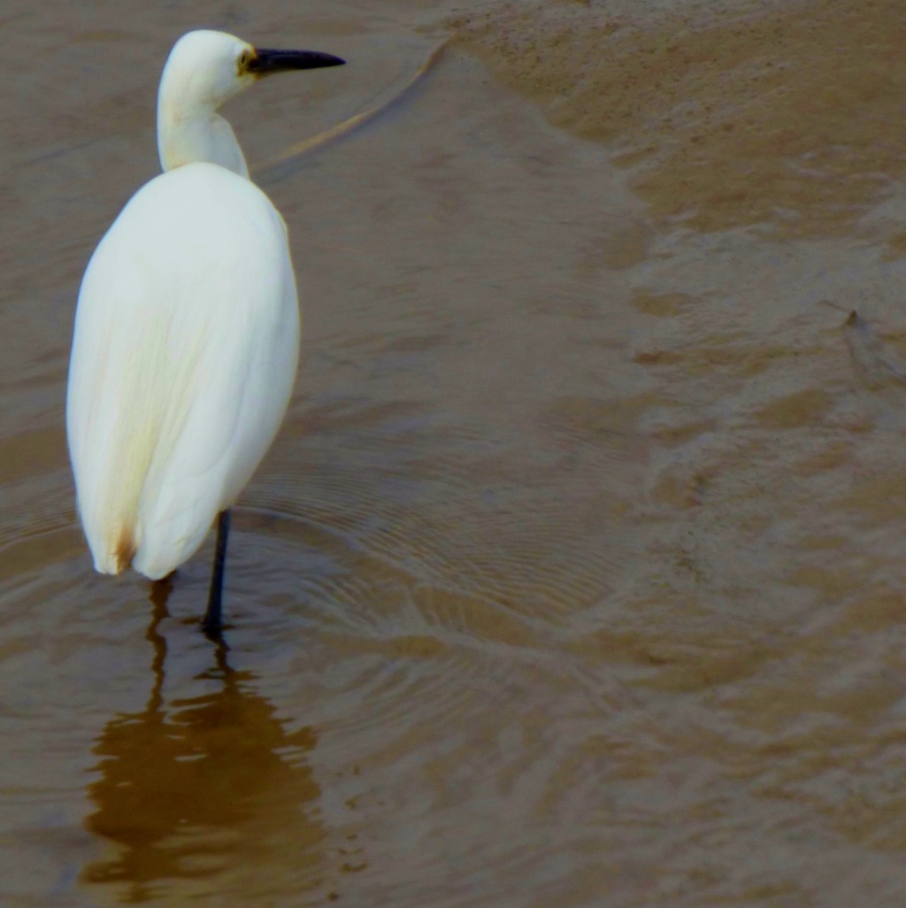 Little Egret 2