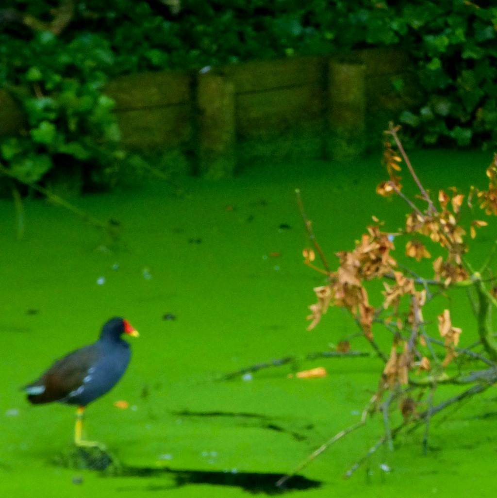 Moorhen and algae