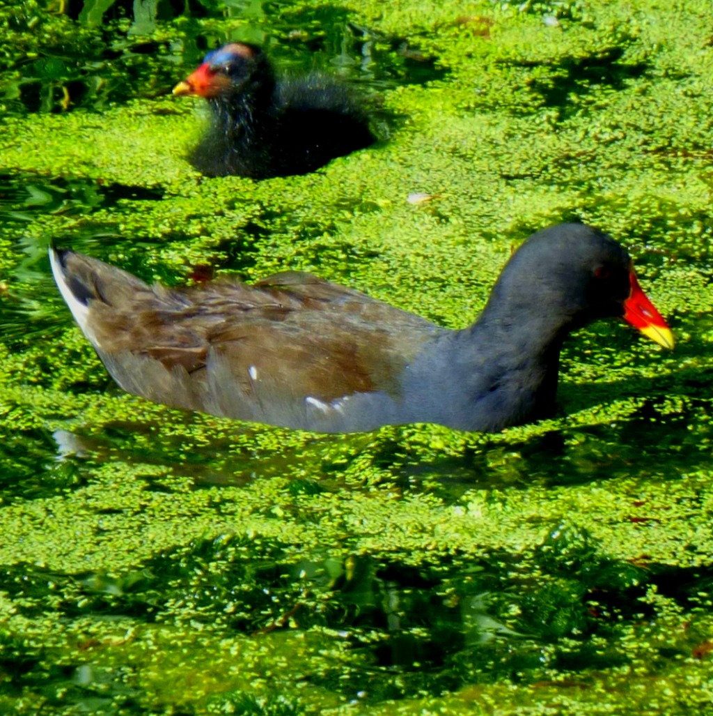 Moorhen and chick